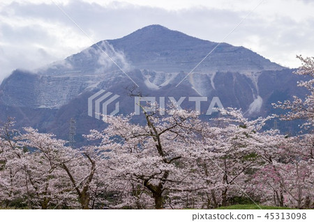 Mt. Mountain and Sakura 45313098