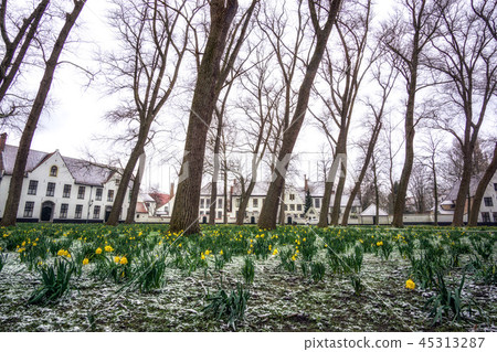 Daffodils in the Bruges Beguinage Daffodils in the Bruges Beguinage 45313287