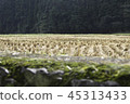 收穫水稻梯田後 45313433
