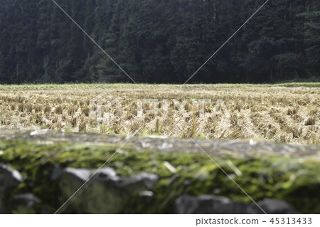 收穫水稻梯田後 45313433