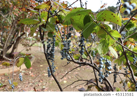 Blueberry native to Japan (Aragonatsaz) 45313581