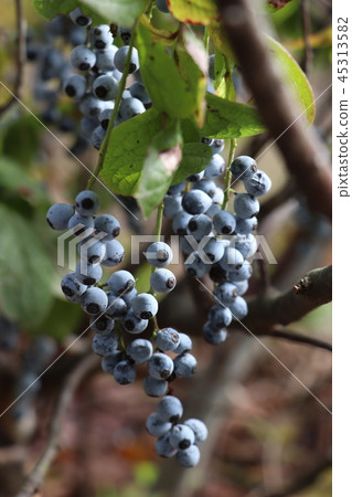 Blueberry native to Japan (Aragonatsaz) 45313582