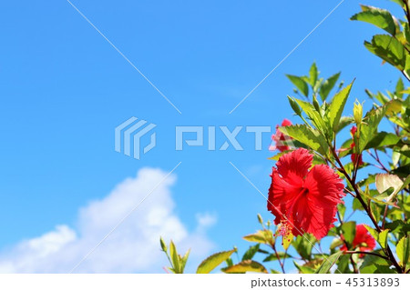 Okinawa summer blue sky and hibiscus Okinawa summer blue sky and hibiscus 45313893