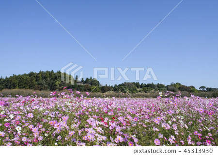 在Kairakuen公園的宇宙波斯菊 在Kairakuen公園的宇宙波斯菊 45313930