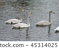 天鵝（幼鳥） 45314025