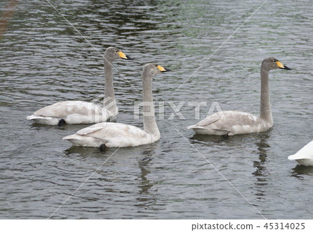Swan (young bird) 45314025