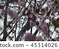 櫻花 45314026