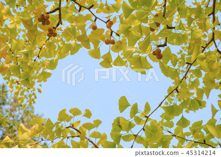 銀杏銀杏果 45314214