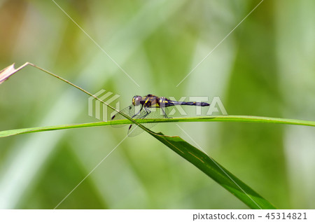 Madara Naniwa Dragonfly 45314821