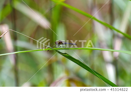 馬達拉納尼瓦蜻蜓 45314822