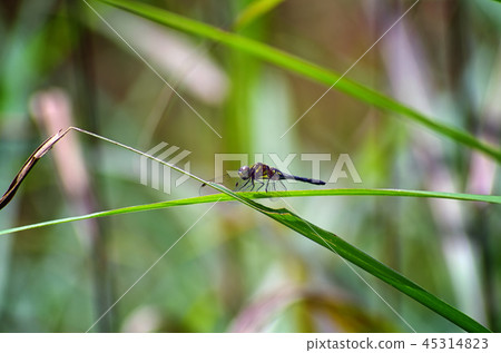 馬達拉納尼瓦蜻蜓 45314823