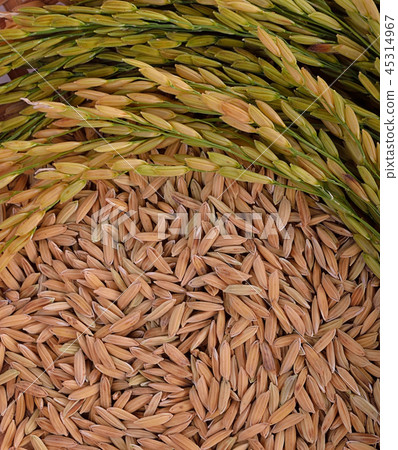 Thai Jasmine rice on a background 45314967