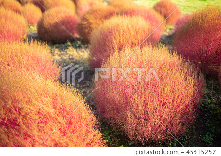 Kochia, broom, broom, trichophila 45315257