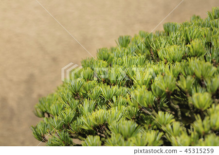 Bonsai-Five leaf pine- 45315259