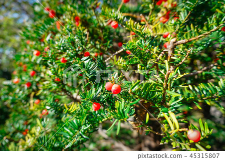 Taxus cuspidata 45315807