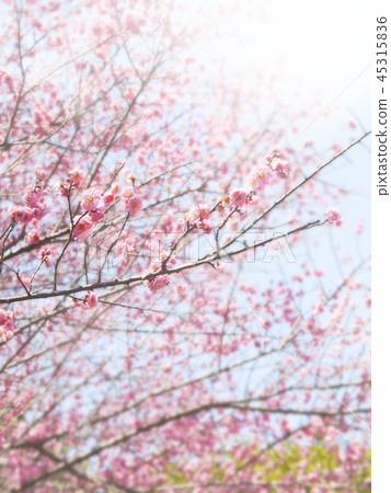 Cherry blossoms image 45315836