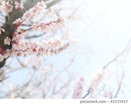 Cherry blossoms image 45315837