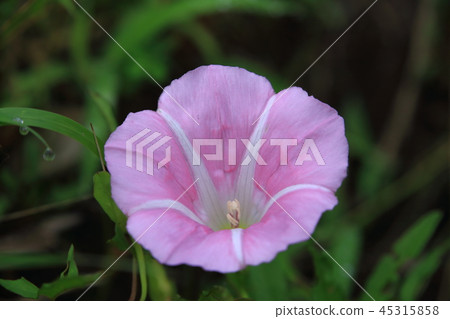 旋花植物花 45315858