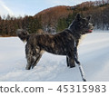 Akita dog  45315983