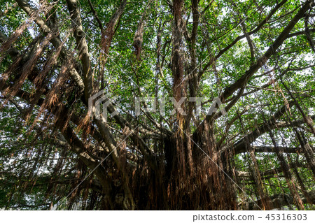 large ficus tree in sun yat sen memorial house large ficus tree in sun yat sen memorial house 45316303