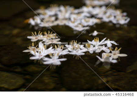 Styrax japonicus Styrax japonicus 45316468