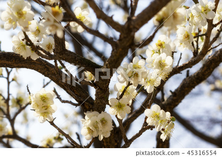 plum flower close up 45316554