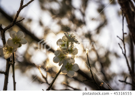 plum flower close up with lens flare plum flower close up with lens flare 45316555