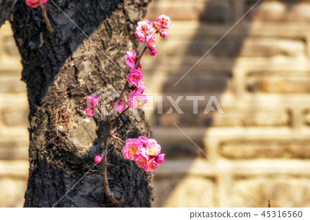 pink plum flower close up pink plum flower close up 45316560