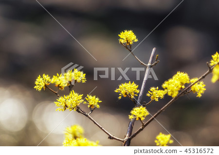 cornus officinalis flower spring blossom cornus officinalis flower spring blossom 45316572