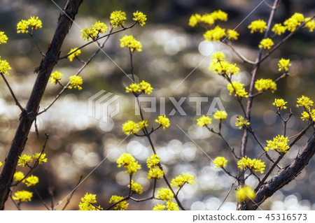 cornus officinalis flower spring blossom cornus officinalis flower spring blossom 45316573