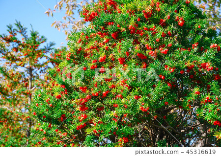 Taxus cuspidata Taxus cuspidata 45316619
