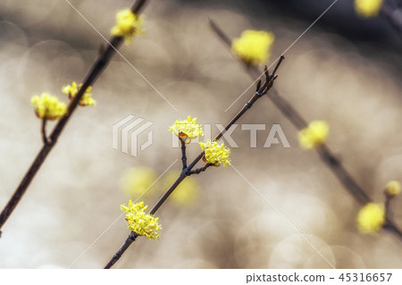 cornus officinalis flower spring blossom 45316657