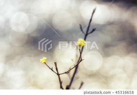 cornus officinalis flower spring blossom 45316658