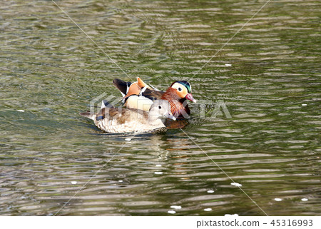 Oshidori Oshidori 45316993