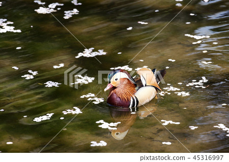 Oshidori 45316997