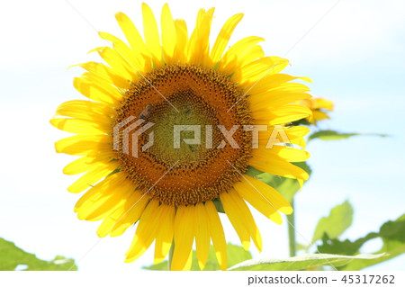 sunflower	 45317262