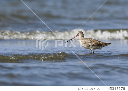 Flying fish Flying fish 45317276