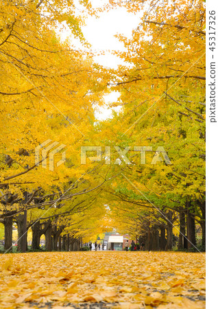 People walking in the way covered by yellow leaves 45317326