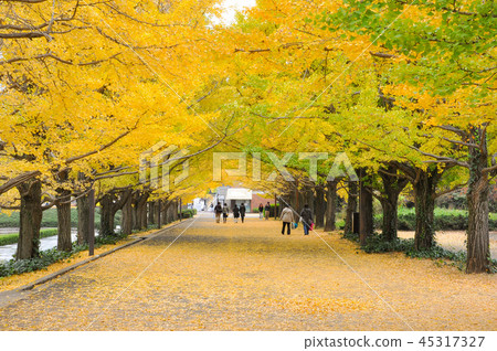 People walking in the way covered by yellow leaves 45317327