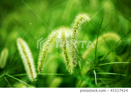 Wild grass autumn enokologusa flower 45317424