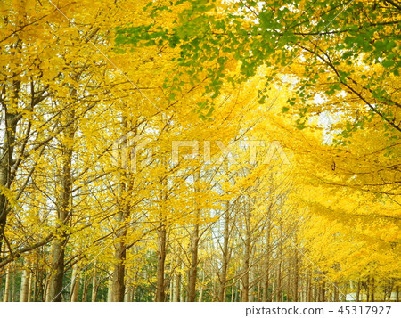 Landscape material of Ginkgo trees Landscape material of Ginkgo trees 45317927