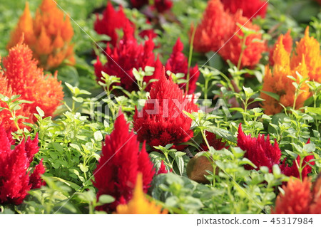 Cute Kimono Keito (Mini Keito) 45317984