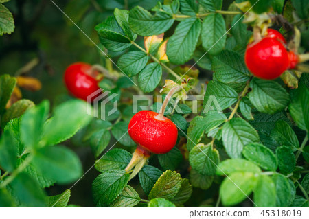 Red Rose Hip Or Rosehip, Also Called Rose Haw And Rose Hep, Is A Red Rose Hip Or Rosehip, Also Called Rose Haw And Rose Hep, Is A 45318019