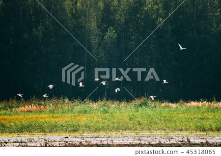 Belarus. Wild Birds Great Egrets Or Ardea Alba Flying Above Swam 45318065