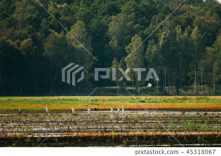 Belarus. Wild Birds Great Egrets Or Ardea Alba Nest In Swamp On Belarus. Wild Birds Great Egrets Or Ardea Alba Nest In Swamp On 45318067