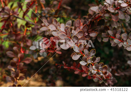 Leaves On Bush Of Berberis Thunbergii, The Japanese Barberry, Th Leaves On Bush Of Berberis Thunbergii, The Japanese Barberry, Th 45318122