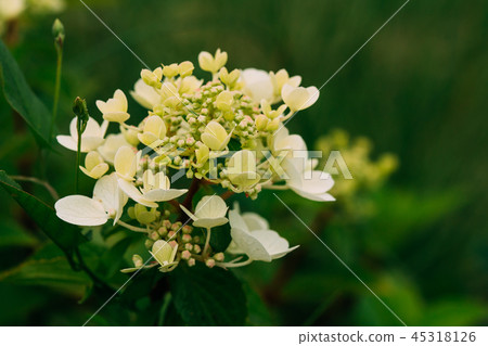 Buds Of  Hydrangea Paniculata Siebold Rednia. Panicled Hydrangea 45318126