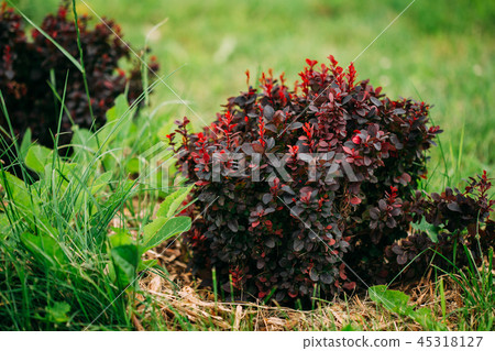 Bush Of Berberis Thunbergii, The Japanese Barberry, Thunberg's B Bush Of Berberis Thunbergii, The Japanese Barberry, Thunberg's B 45318127