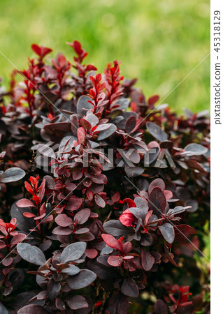 Leaves On Bush Of Berberis Thunbergii, The Japanese Barberry, Th 45318129