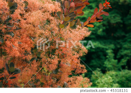 Cotinus Coggygria Scop. Royal Purple. Cotinus Coggygria, Syn. Rh 45318131